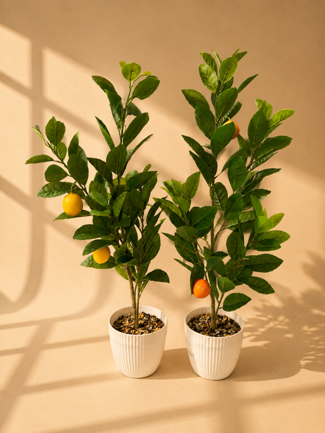 Citrus Tree